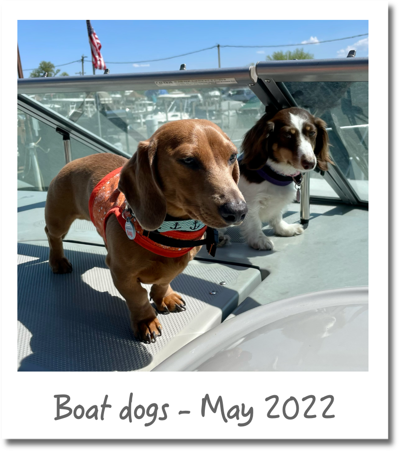 Boat Dogs